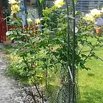 Art In Greeny Rose Lublaň