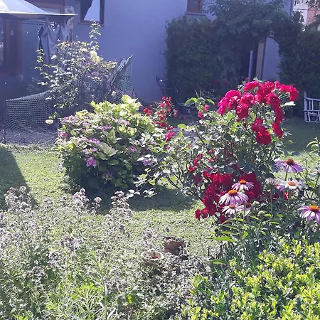 Art In Greeny Rose *