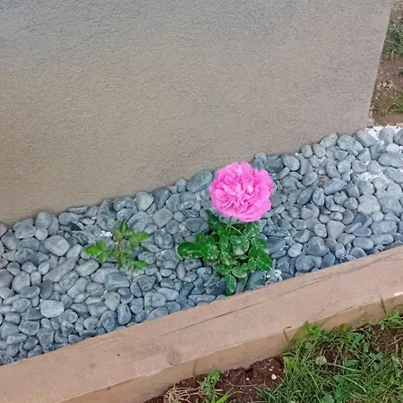 Art In Greeny Rose * ليوبليانا