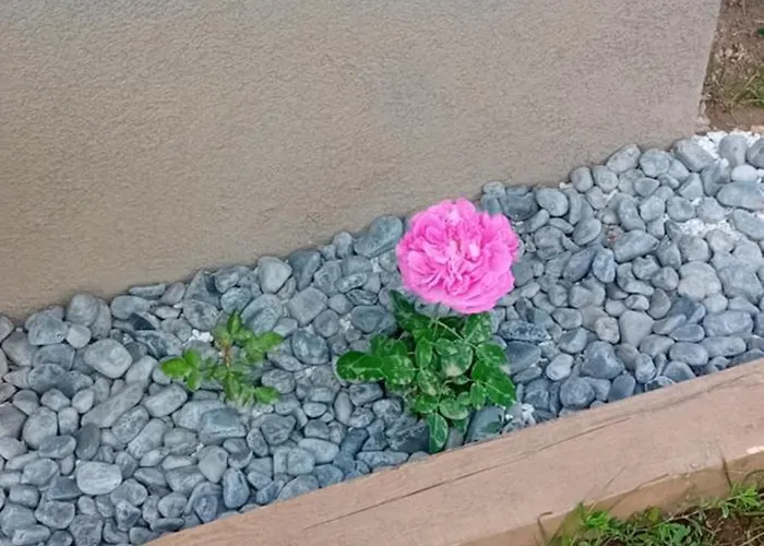 Art In Rose * Lublana