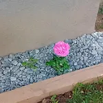 Art In Rose * ليوبليانا
